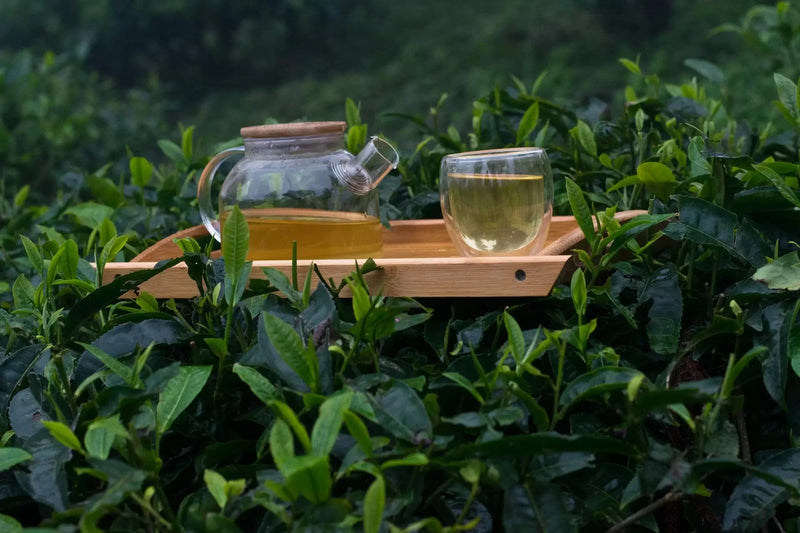 Premium Darjeeling tea served in a glass cup and kettle infuser from tearaja teawares, placed on a wooden tray in a lush tea garden – fresh single estate loose leaf tea from India.